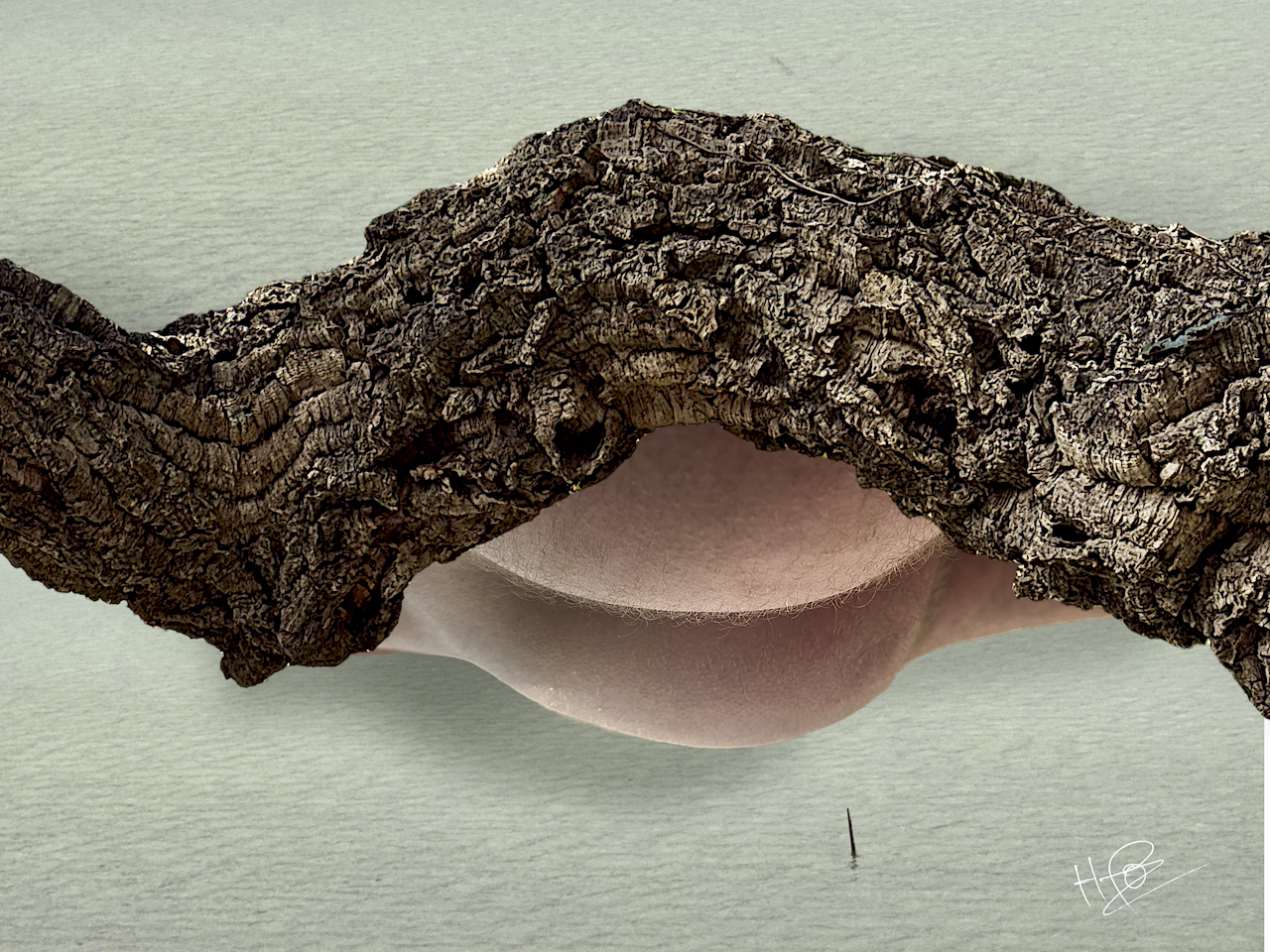 Ecorce de chêne vert qui flotte sur une eau vert jade en portant des fesses d'homme rebondies comme un ballon. L'épine menaçante ne sera jamis un danger