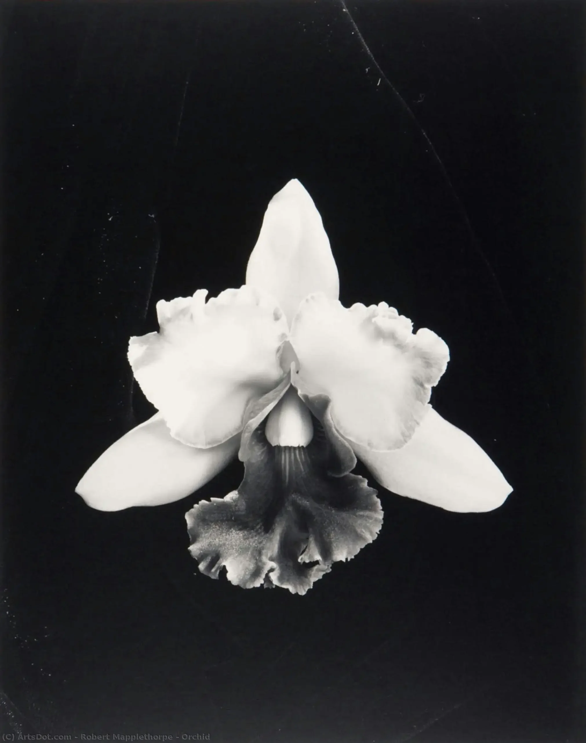 Robert Mapplethorpe Fleur, Orchidée 1985